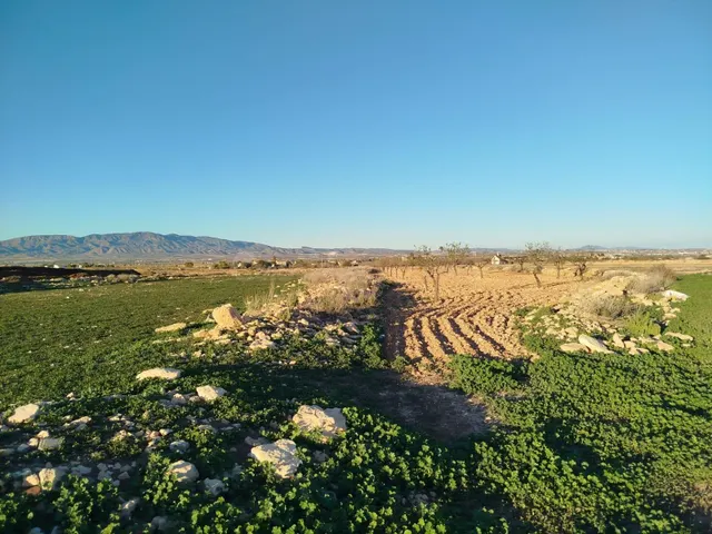 Campillo de Arriba parcela Rustica con almendros - foto 3