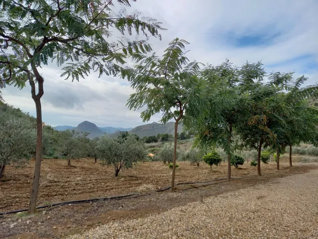 Refugio único con 3 viviendas, olivar y energía solar – Costa Cálida, Murcia — 11
