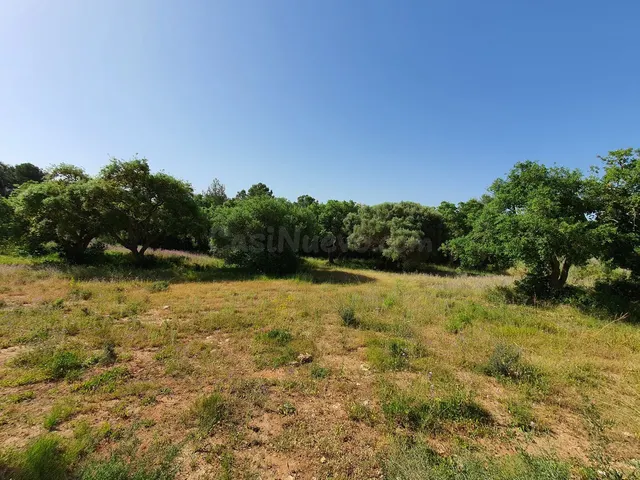 Parcela en venta - Sotogrande - Alto - foto 3