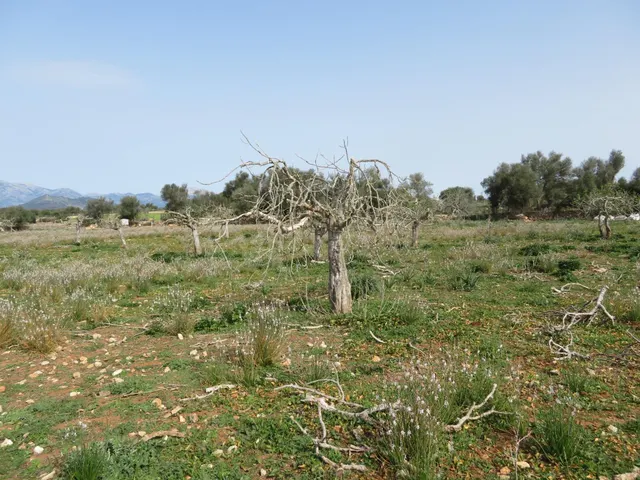 Finca rústica edificable entre Sineu y LLubí - foto 4