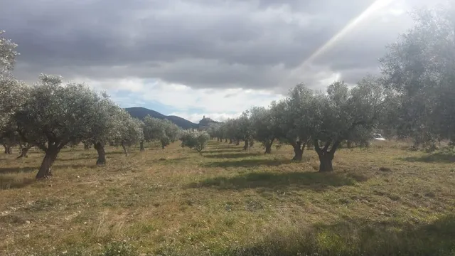 Finca rústica en producción!! Con posibilidad de construir!! - foto 3