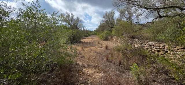 Finca rústica con olivos y buen acceso, entre El Perelló y l - foto 4