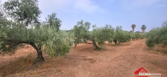 FINCA OLIVAR EN MONTORO: PRODUCCIÓN, RENTABILIDAD Y GRANDES  - foto 5