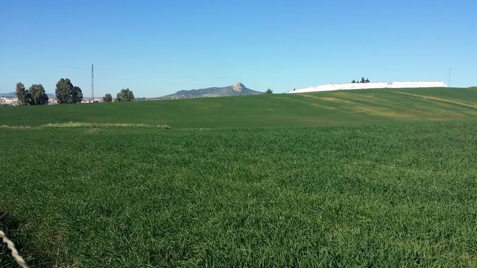 FINCA RÚSTICA ENTRE BELMEZ Y PEÑARROYA-PUEBLONUEVO