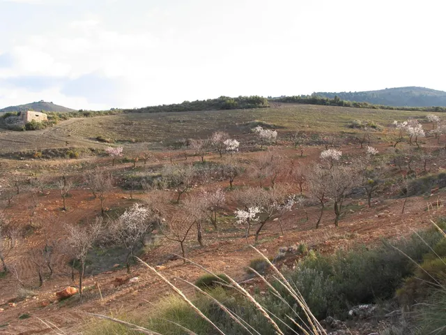 Terreno Rústico en venta - South of spain - foto 5
