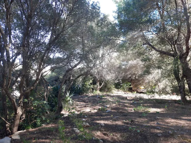 Parcela en zona Corral de calafat — 9