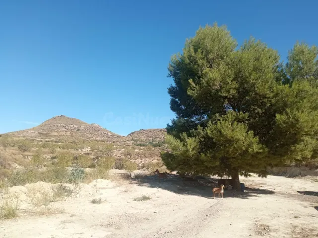 DISFRUTA DEL MONTE CON ALMENDROS, OLIVOS Y FRUTALES - foto 3