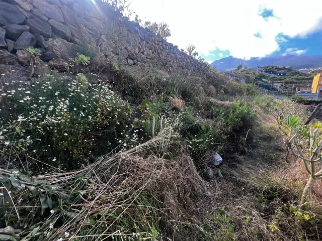 FINCA RÚSTICA CON ESTANQUE Y CUARTO DE APEROS EN ICOD DE LOS VINOS — 8