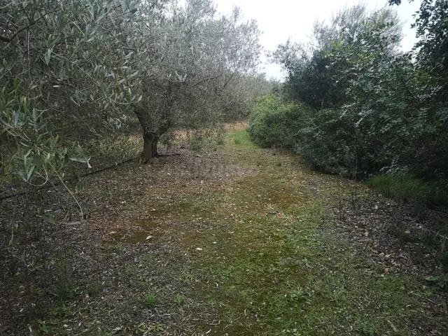 Terreno rural en venta - Ulldecona - foto 4