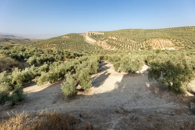 Terreno rural en venta - Alfacar — 3