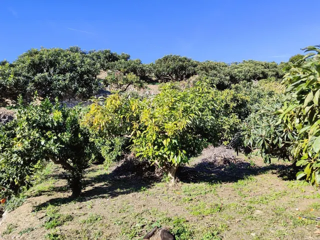 Terreno rural en venta - Costa tropical - foto 3