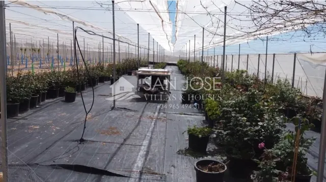 SE VENDE ARBOLES FRUTALES DE CEREZAS EN PLENA PRODUCIÓN — 6