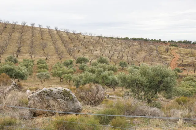 Magnífica finca de 400 olivos en Monachil — 31