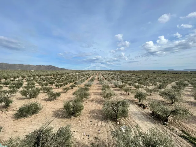 FINCA DE OLIVOS EN ULEILA DEL CAMPO