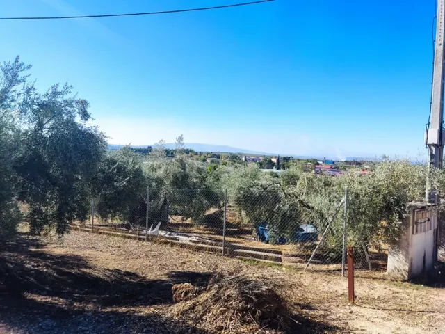 Parcela con olivos y nave - foto 3