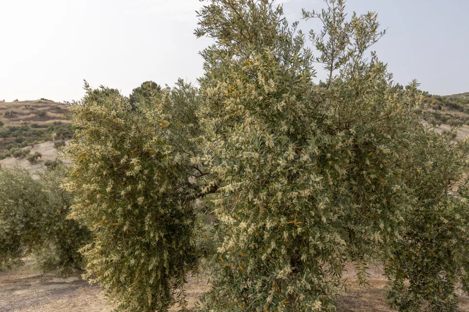 Olivar en venta - JAYENA
