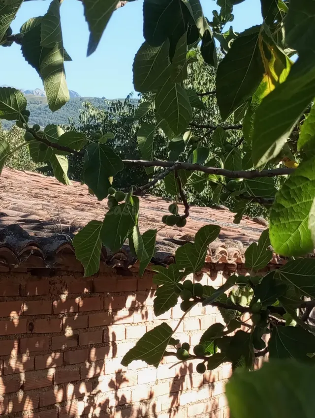 TERRENO EN CANDELEDA - foto 4