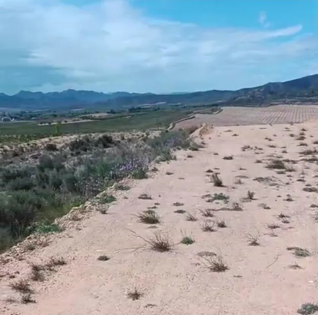 Finca rústica en venta - JUMILLA RURAL - foto 5