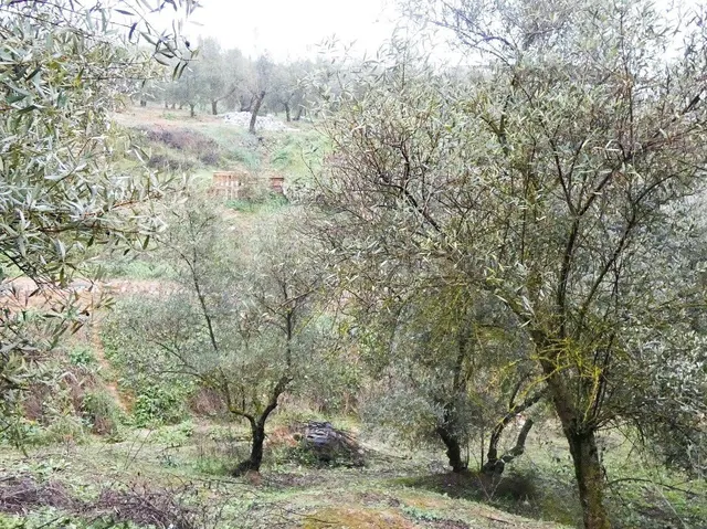 Finca rústica en Peligros – Excelente ubicación y acceso — 5