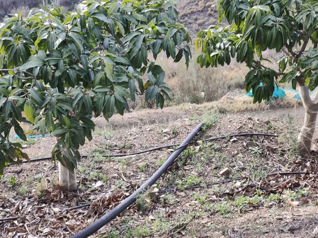 Terreno rural en venta - Costa tropical - foto 4
