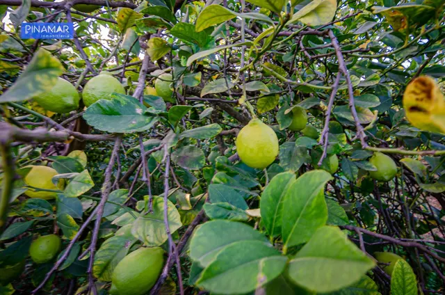 Venta de Parcela en producción de 150 limoneros Ecológicos. - foto 2
