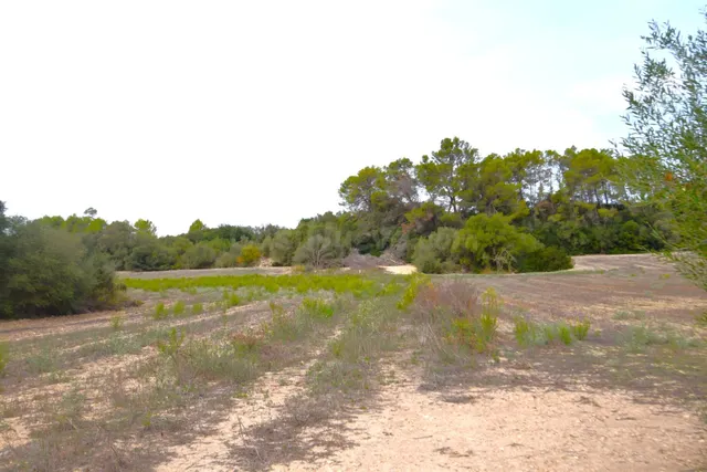 Finca con proyecto básico aprobado para una vivienda en Muro - foto 4