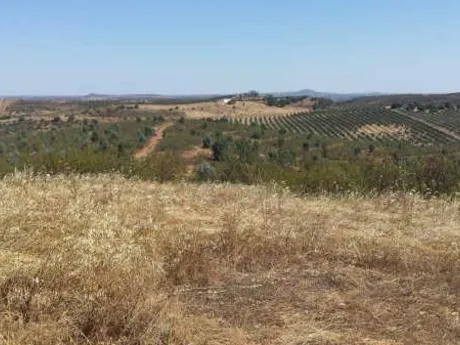 FINCA DE 115 Has DE OLIVAR INTENSIVO — 7