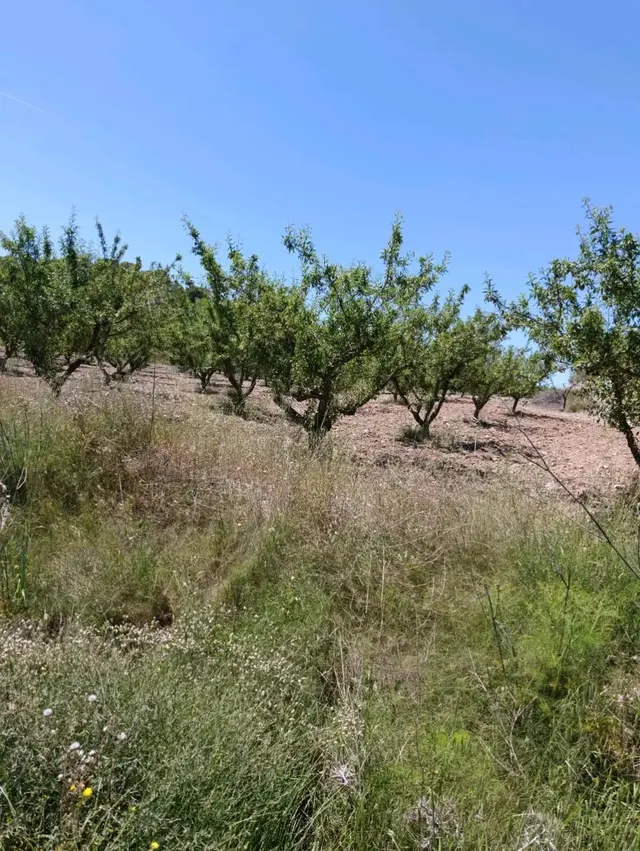 “Terreno rústico de 6.681 m2 en Cehegín – Paraje El Chaparral” — 9