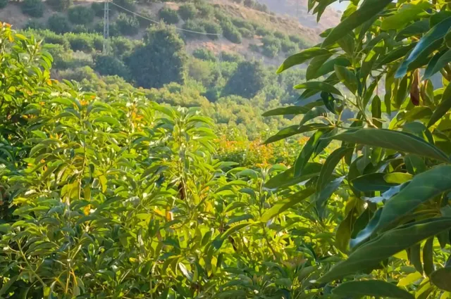 Fincas de Regadío en ÁLORA - foto 5