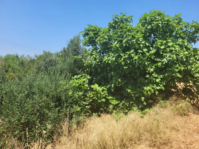MASIA PARA REFORMAR CON TERRENO EN TÉRMINO DE VALL D'ALBA, LUZ Y AGUA CERCA — 20