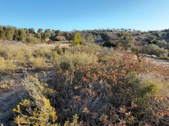 OCASION GRAN  FINCA EN PRODUCCION DE 8,4 HAS. EN CORBERA D´EBRE — 20