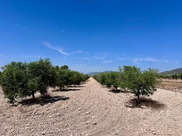 Olivar de 48.000 m² en venta cerca de Monóvar, Canyades d'en - foto 3