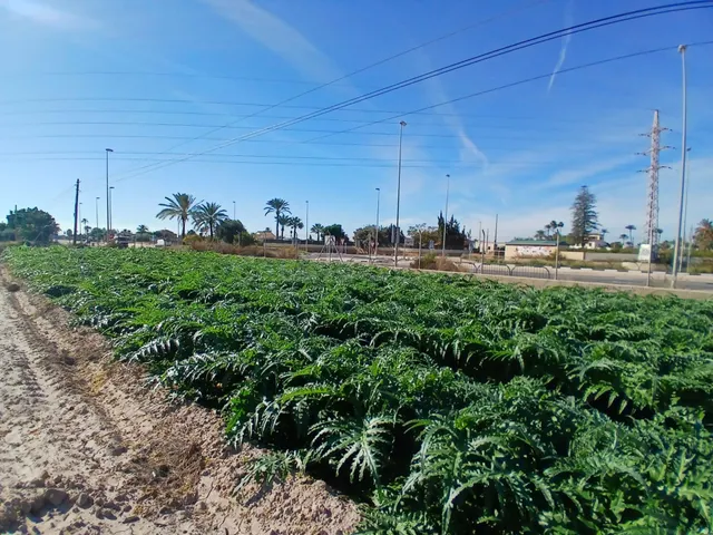 PARCELA EN ELCHE - foto 4