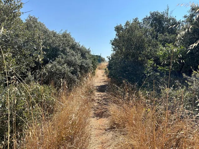 PARCELA EN EL BOSQUE DE HENARES PIOZ — 6