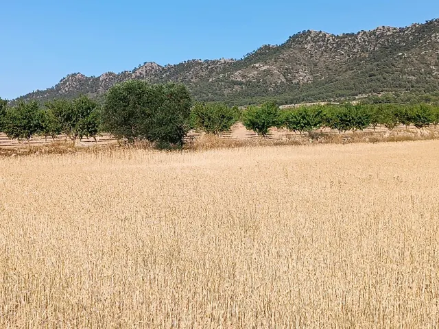 Parcela en venta - Ayuntamiento - foto 3