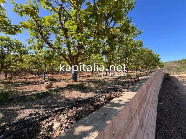 TERRENO AGRICOLA A LA VENTA EN SELLENT - foto 4