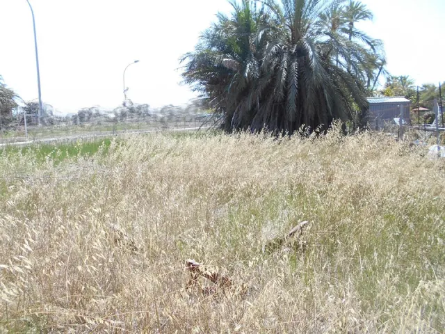 Solar en venta - Oliva, Zona de - Oliva - foto 3