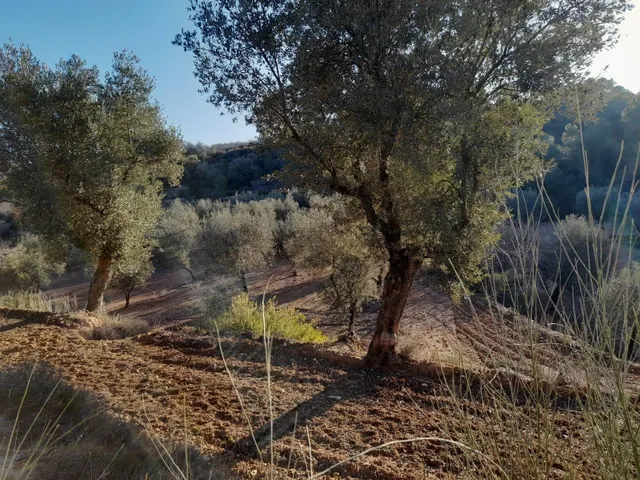 OCASION GRAN  FINCA EN PRODUCCION DE 8,4 HAS. EN CORBERA D´EBRE — 10