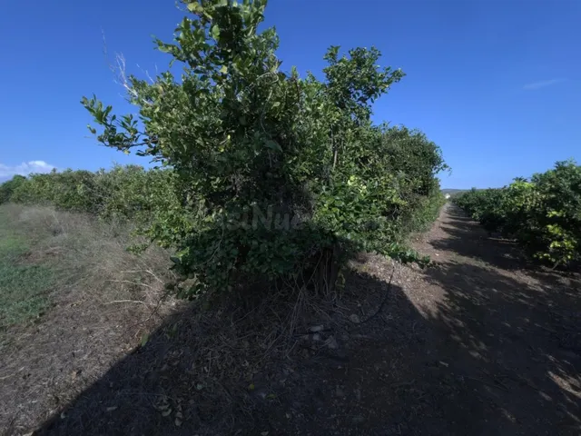 Finca rústica de naranjos en Alcanar — 6