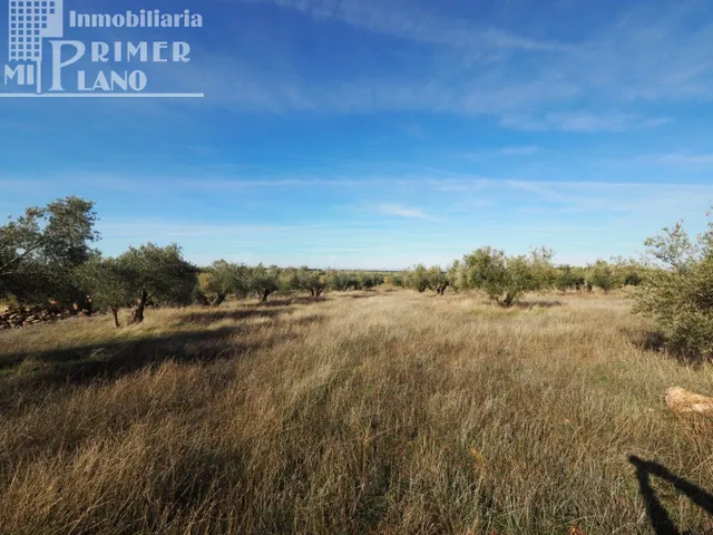 Se vende finca rustica destinada a olivo, la finca cuenta co - foto 4