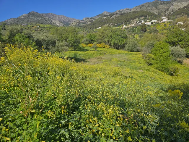 Finca rústica con olivos y cuadra en Casarabonela (Málaga) — 6
