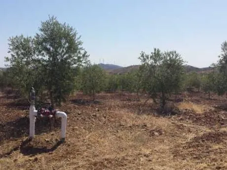 FINCA DE 115 Has DE OLIVAR INTENSIVO