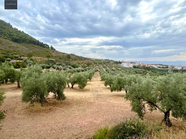 NIVAR - FINCA DE OLIVOS — 16