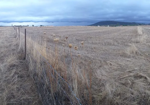 Parcela de 6100 m2 al lado del cordel en Sierra de Fuentes - foto 2