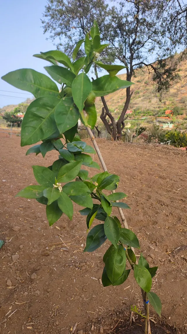 Terreno rural en venta - La yedra gran canaria — 12