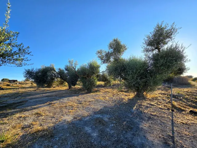 Parcela segregada de 3.353 m/2  en el marquesado – Chiclana de la Frontera — 2