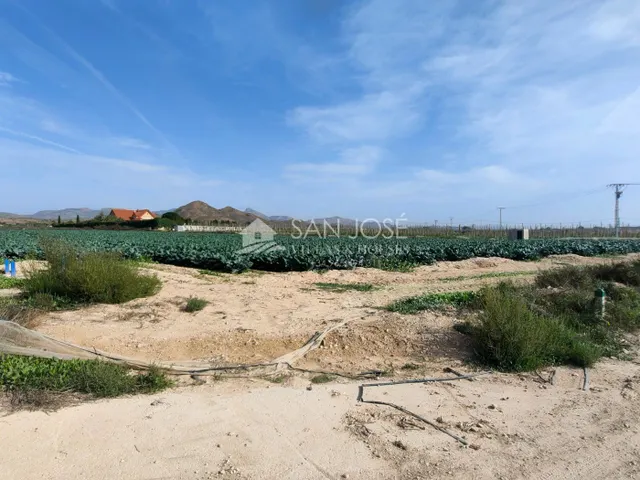 SE VENDE TERRENO RURAL EN MONFORTE DEL CID EN EL CAMINO SAN VICENTE — 3