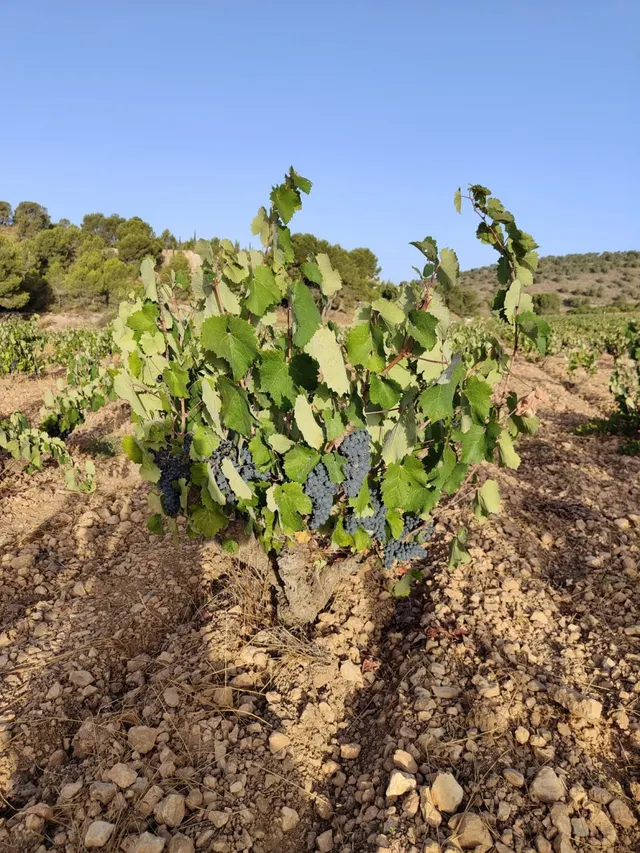 TERRENO DE CULTIVO DE VIÑAS EN VENTA EN ALGUEÑA - foto 2