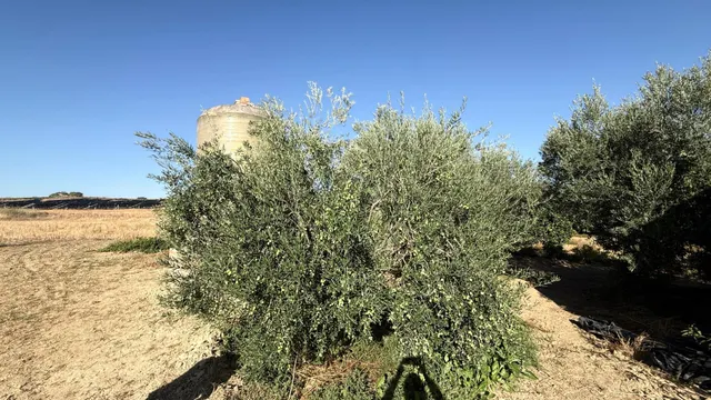 FINCA DE VIÑEDOS Y ÁRBOLES FRUTALES EN LA PALMA DEL CONDADO HUELVA — 13