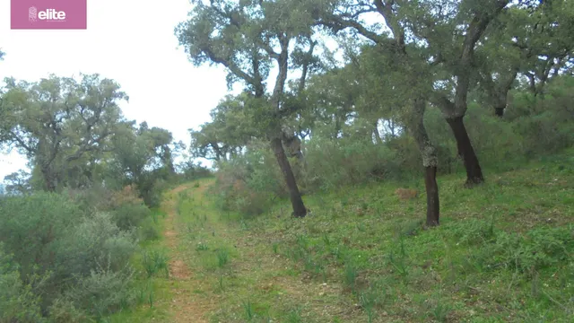 MAGNIFICA DEHESA PROXIMA A JEREZ DE LA FRONTERA — 4